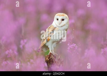 Schöne Naturszene mit Eule und rosa Blumen. Scheune Owl in hellrosa Blüte, klarer Vorder- und Hintergrund, Tschechische Republik. Wildlife Kunstszene Fr. Stockfoto