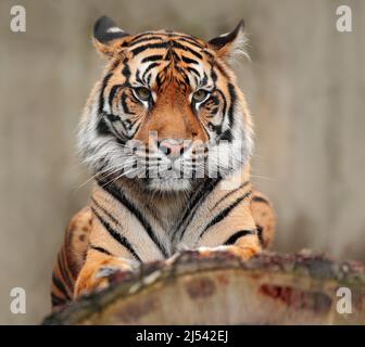 Porträt eines gefährlichen Tieres. Sumatratiger, Panthera tigris sumatrae, seltene Unterart des Tigers, die auf der indonesischen Insel Sumatra lebt. Tiger si Stockfoto