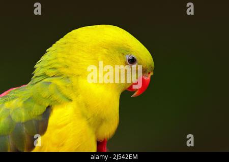 Porträt eines seltenen gelben und grünen Papagei. Regent Papagei oder Rock Pebbler, Polytelis anthopeplus, Detail von hellgrünem Papagei, Australien. Vogel im n Stockfoto