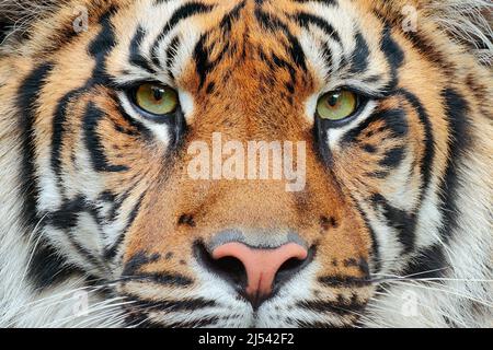 Nahaufnahme Detail Porträt des Tigers. Sumatratiger, Panthera tigris sumatrae, seltene Unterart des Tigers, die auf der indonesischen Insel Sumatra lebt. Bea Stockfoto