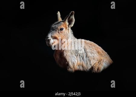 Patagonische mara, Dolichotis patagonum, im dunklen Lebensraum. Niedliches Säugetier aus Argentinien. Wildlife-Szene aus der Natur. Porträt der schönen mara. Stockfoto