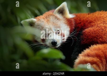Schöner roter Panda, der auf dem Baum mit grünen Blättern liegt. Roter Panda, Ailurus fulgens, im Lebensraum. Detail Gesicht Porträt von Tier aus China. Wildtiere s Stockfoto