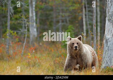 Wildlife-Szene aus Finnland bei Russland mutiger. Herbstwald mit Bär. Schöner Braunbär, der mit Herbstfarben um den See herumläuft. Gefährliche Anima Stockfoto