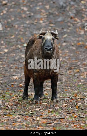 Mishmi takin, Budorcas taxicolor taxicolor, Ziegenantilope aus Asien. Großes Tier in der Natur Lebensraum. Wildlife-Szene aus der Natur. Wilder Bulle aus Chin Stockfoto