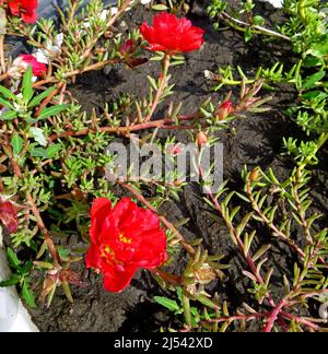 An einem sonnigen Sommertag blühen purslane, rot-weiße Blüten im Garten. Portulaca oleracea, gewöhnliches Purslane, kleines Schwalbenkraut, Pursley Stockfoto