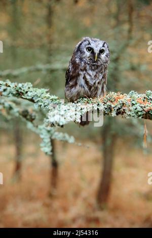 Borealkauz im Wald. Kleiner Vogel, der auf dem Ast sitzt. Tier mit Weitwinkelobjektiv aufgenommen. Vogel in Naturlebensraum, Schweden, Borealkauz in der Natur. Selten Stockfoto