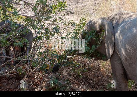 Nahaufnahme eines Wüstenelefanten, der Blätter von Baumzweigen im Norden Namibias frisst. Stockfoto
