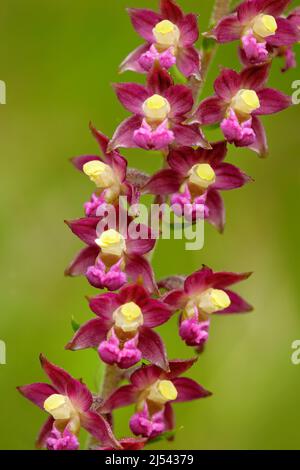 Dunkelrotes Helleborine, Epipactis atrorubens, blühende europäische terrestrische Wildorchidee in Naturlebensraum. Schönes Detail der Blüte, grün klar Rücken Stockfoto