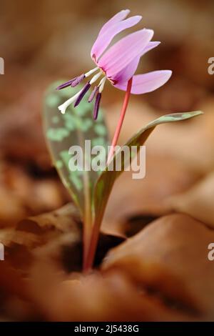 Frühling in der Natur. Rosafarbene Wildblume, Hundszahn violett oder Hundszahn violett, Erythronium dens-canis, rosa Blüte im Herbst orange Blätter, Deutschland Stockfoto