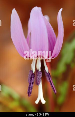 Rosa Blüte im Herbst orange Blätter, Deutschland. Rosafarbene Wildblume, Hundezahn violett oder Hundezahn violett, Erythronium dens-canis. Detail der rosa Blüte Stockfoto