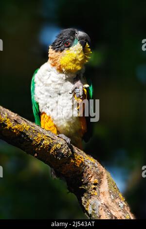 Schwarzkopfpapagei, Pionites melanocephalus, im Lebensraum des Netturenwaldes. Schöner Papagei aus Kolumbien. Wildlife-Szene aus der Natur. Vogel sitzt auf dem Th Stockfoto