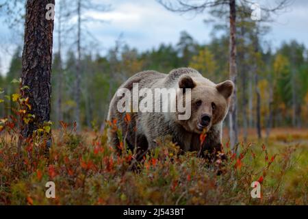 Detail face portrait of brown bear. Beautiful big brown bear walking around lake with autumn colours. Dangerous animal in nature forest and meadow hab Stockfoto