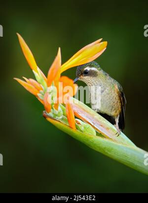 Grüner Kolibri mit gelber Blume, saugt Nektar. Gesprenkelte Kolibri, Adelomyia melanogenys, Kolibri im kolumbianischen Tropenwald, glänzender Vogel Stockfoto