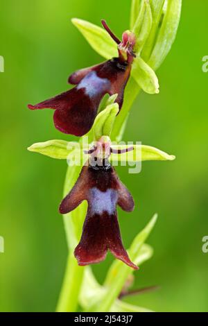 Schöne Blüte auf der Wiese. Schöne wilde Orchidee. Fliegenorchidee, Ophrys insectifera, blühende europäische terrestrische Wildorchidee, Lebensraum der Natur, Detail Stockfoto
