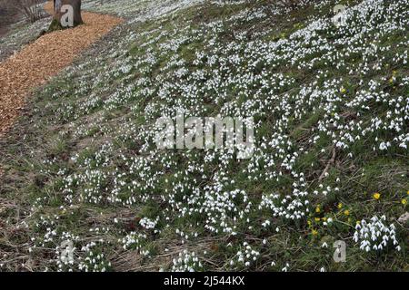 Schneeglöckchen und Aconitblumen in Easton Walled Gardens, Easton Village, Grantham, Lincolnshire, England, VEREINIGTES KÖNIGREICH Stockfoto