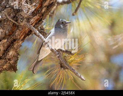 Blue Chaffinch, (Fringilla teydea) auf Teneriffa, Kanarische Inseln, Spanien Stockfoto