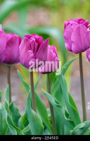 Tulipa 'Negrita', Tulpe 'Negrita'. Tiefviolette Tulpen mit unscharfem Hintergrund Stockfoto