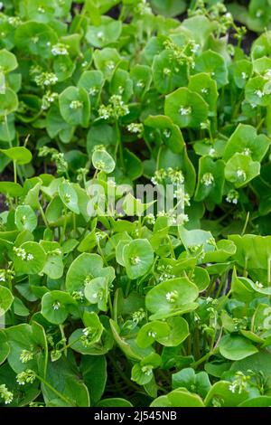 Claytonia perfoliata, auch bekannt als Bergbergsalat, indischer Salat, Winterpurslane oder Palsingat. Wird in Wintersalaten verwendet.
