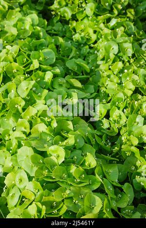 Claytonia perfoliata, auch bekannt als Bergbergsalat, indischer Salat, Winterpurslane oder Palsingat. Wird in Wintersalaten verwendet. Stockfoto