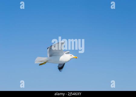 Eine isolierte fliegende Möwe am blauen Himmel, über der Wasseroberfläche der Ägäis. Stockfoto