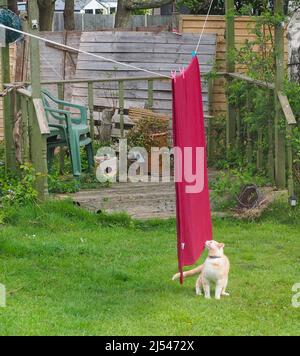 Eine leichte Ingwerkatze schnüffelt eine rote Decke, die in einem Garten an einer Wäscheleine hängt Stockfoto