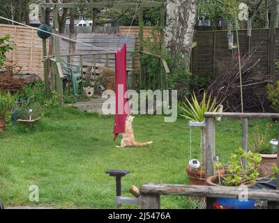 Eine leichte Ingwerkatze schnüffelt eine rote Decke, die in einem Garten an einer Wäscheleine hängt Stockfoto