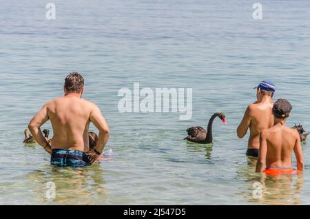 Ein Paar schwarze Schwäne in Gesellschaft mit Menschen, am Strand von Kukunaries, Griechenland. Stockfoto