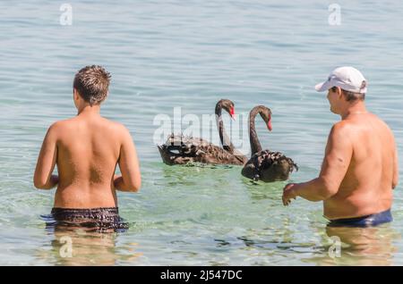 Ein Paar schwarze Schwäne in Gesellschaft mit Menschen, am Strand von Kukunaries, Griechenland. Stockfoto