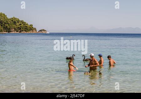 Ein Paar schwarze Schwäne in Gesellschaft mit Menschen, am Strand von Kukunaries, Griechenland. Stockfoto