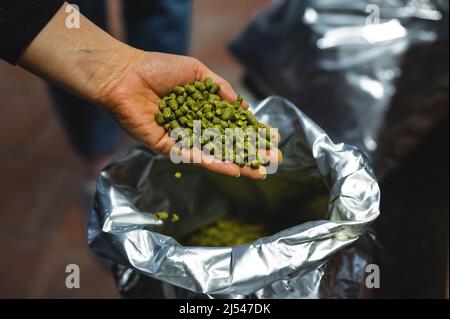 Eine Handvoll gepresster Hopfen liegt in der Handfläche einer Frau. Stockfoto