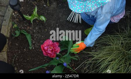 Mutter Hausfrau mit Kindern Sohn Tochter tragen Arbeitshandschuhe Vorbereitung Boden, um Blumen zu Pflanzen helfen Mutter kümmern sich um Garten draußen. Hilfe Stockfoto