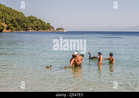 Ein Paar schwarze Schwäne in Gesellschaft mit Menschen, am Strand von Kukunaries, Griechenland. Stockfoto