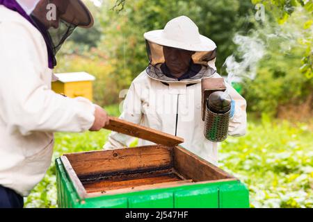 Imker untersuchen Bienenstöcke auf Grasfeld. Bienenzucht. Honig am Ende des Sommers sammeln Stockfoto