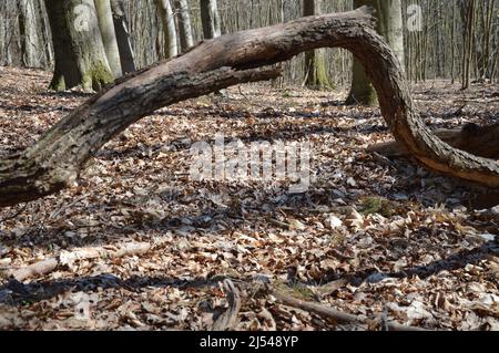 Tegeler Wald (Tegeler Forst) in Tegel, Reinickendorf, Berlin, Deutschland - 17. April 2022. Stockfoto