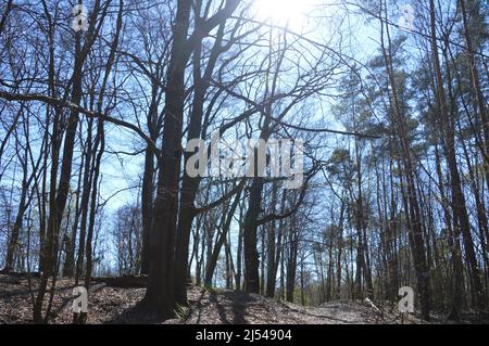 Tegeler Wald (Tegeler Forst) in Tegel, Reinickendorf, Berlin, Deutschland - 17. April 2022. Stockfoto