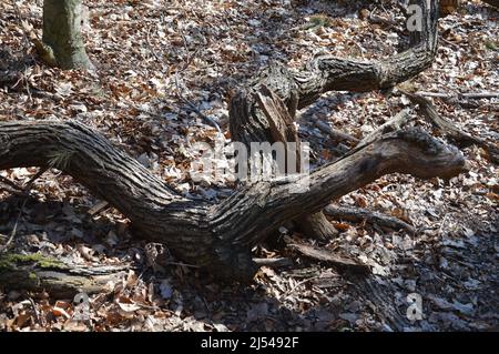 Tegeler Wald (Tegeler Forst) in Tegel, Reinickendorf, Berlin, Deutschland - 17. April 2022. Stockfoto