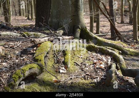 Tegeler Wald (Tegeler Forst) in Tegel, Reinickendorf, Berlin, Deutschland - 17. April 2022. Stockfoto