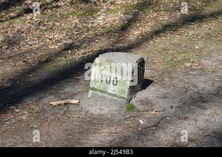 Tegeler Wald (Tegeler Forst) in Tegel, Reinickendorf, Berlin, Deutschland - 17. April 2022. Stockfoto