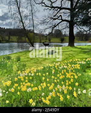 Narzissen an einem sonnigen Frühlingstag in der Parklandschaft des Burleigh House, Stamford, England. Stockfoto