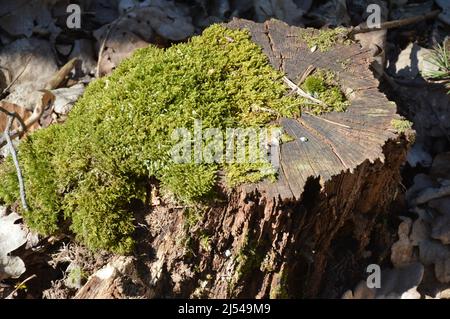 Tegeler Wald (Tegeler Forst) in Tegel, Reinickendorf, Berlin, Deutschland - 17. April 2022. Stockfoto