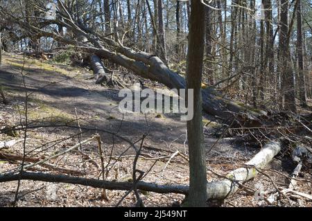 Tegeler Wald (Tegeler Forst) in Tegel, Reinickendorf, Berlin, Deutschland - 17. April 2022. Stockfoto