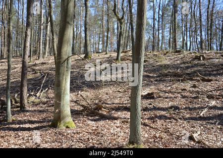 Tegeler Wald (Tegeler Forst) in Tegel, Reinickendorf, Berlin, Deutschland - 17. April 2022. Stockfoto