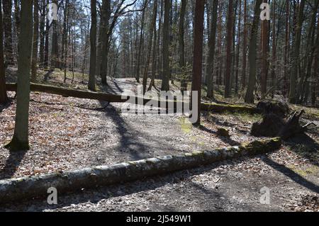 Tegeler Wald (Tegeler Forst) in Tegel, Reinickendorf, Berlin, Deutschland - 17. April 2022. Stockfoto