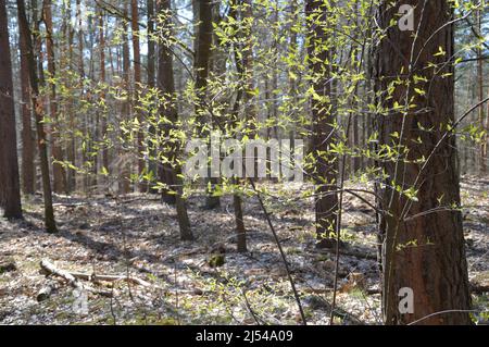 Tegeler Wald (Tegeler Forst) in Tegel, Reinickendorf, Berlin, Deutschland - 17. April 2022. Stockfoto