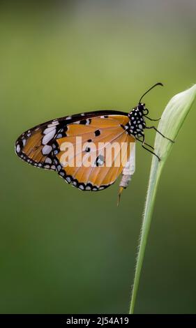 Schlichter Tiger männlicher Schmetterling sitzt in einem Gras Stockfoto