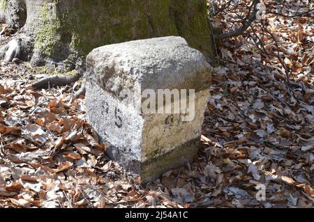 Tegeler Wald (Tegeler Forst) in Tegel, Reinickendorf, Berlin, Deutschland - 17. April 2022. Stockfoto