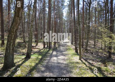 Tegeler Wald (Tegeler Forst) in Tegel, Reinickendorf, Berlin, Deutschland - 17. April 2022. Stockfoto