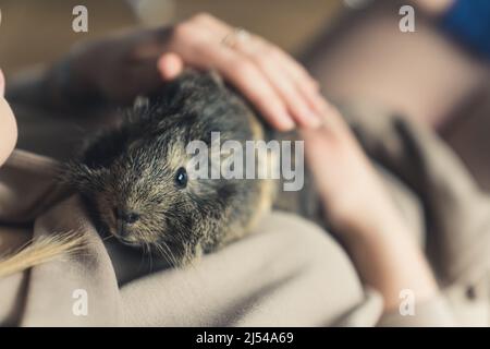 Pelzige schwarze und graue Abessinier-Meerschweinchen, die auf dem Bauch des Menschen liegen und auf dem Rücken als Haustier zu sehen sind. Hochwertige Fotos Stockfoto