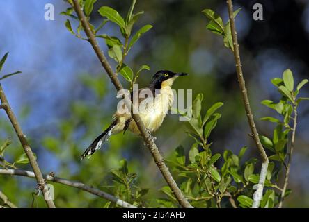 Schwarz-kappiger Spötter (Donacobius atricapillus), auf einem Zweig, Brasilien, Pantanal Stockfoto