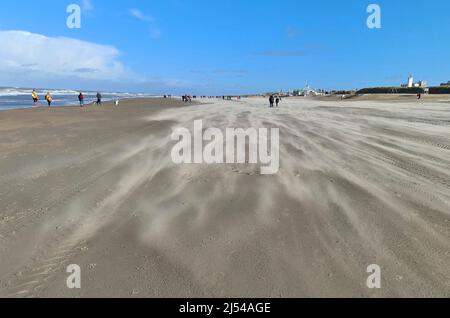 Amblere am Sandstrand in der Nähe von Noordwijk aan Zee, Niederlande, Noordwijk aan Zee Stockfoto